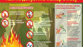 Для чего люди используют лес в Дятьково